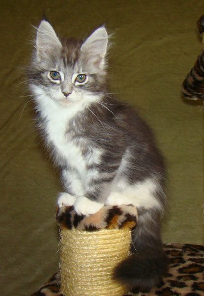     Catsvill County!   !    !       !!!    Catsvill County +7-926-544-74-09     .   ,   ,   ,    ,   ,  ,     ,   -,    ,   !